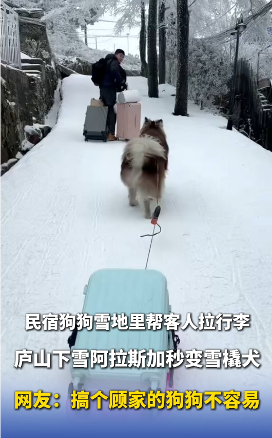 廬山下雪阿拉斯加秒變雪橇犬，民宿狗狗雪地里幫客人拉行李