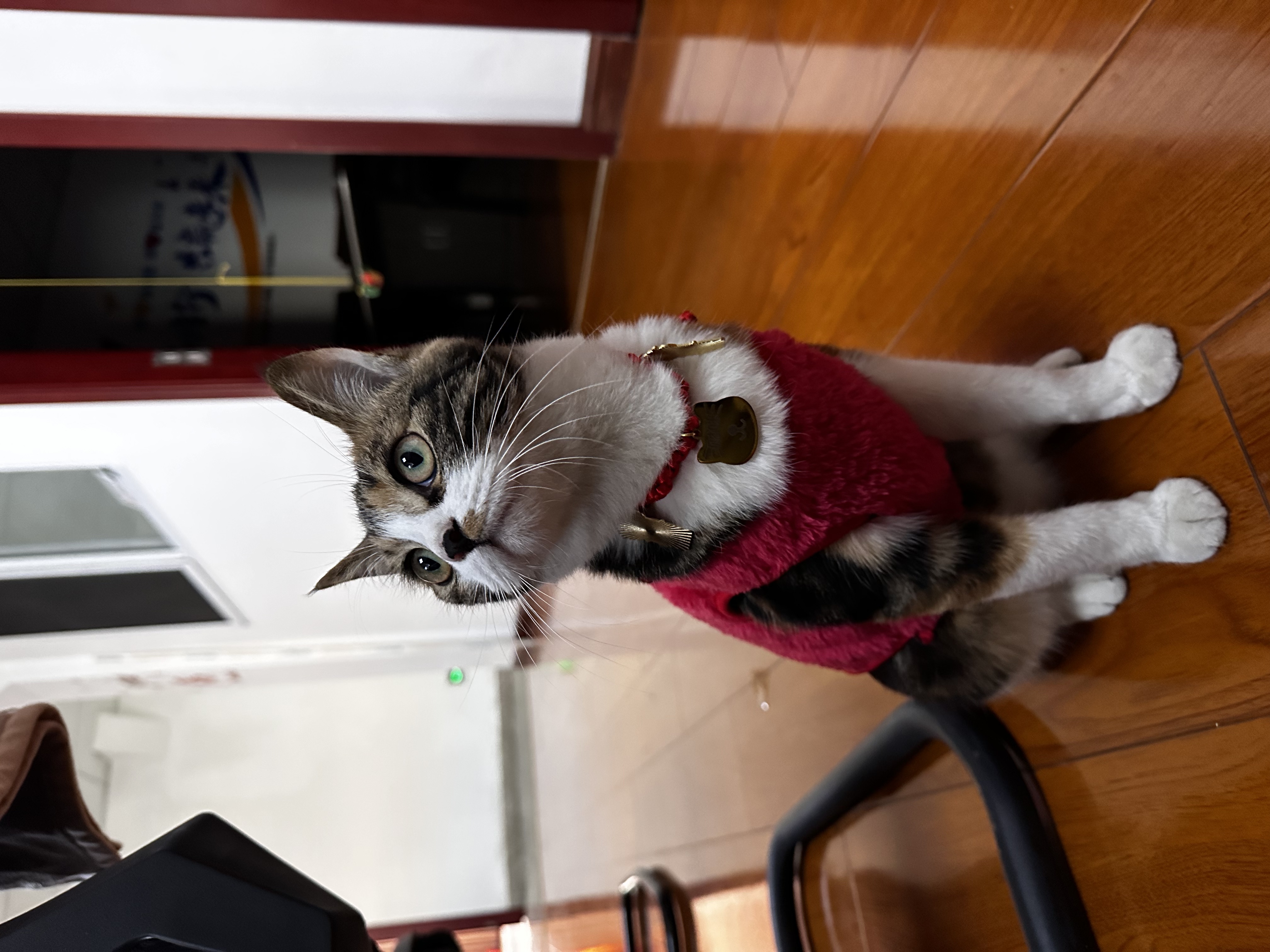 宠物医疗服务应有定价标准