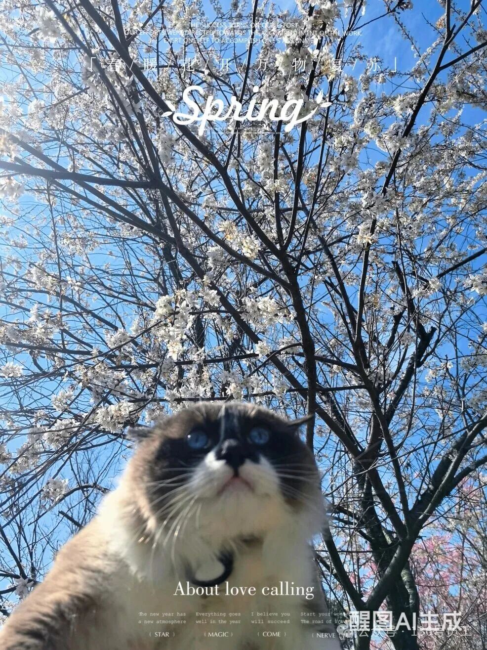 南昌春日宠物赏花地图丨江咪咪的踏春vlog