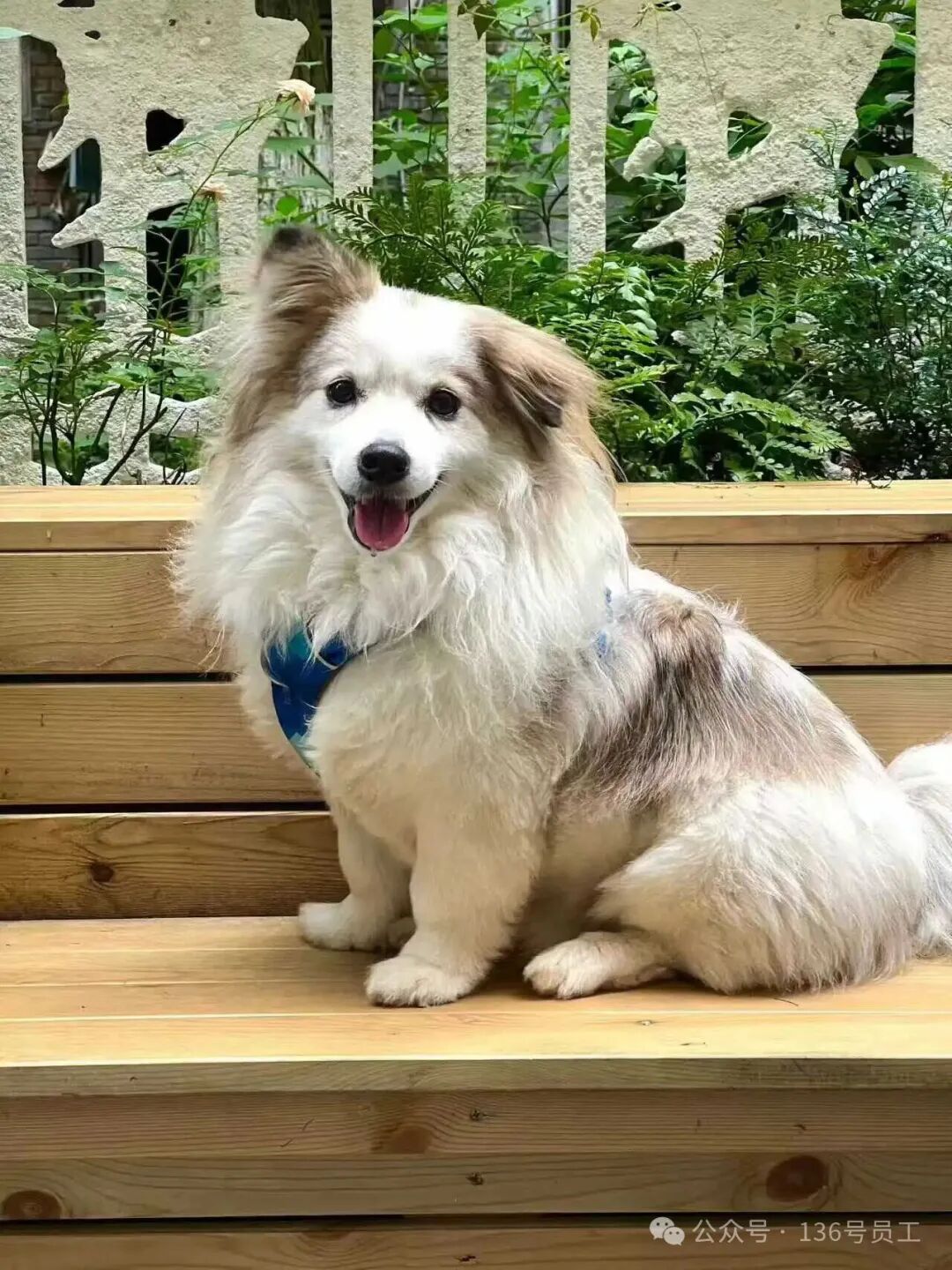 好消息！“王肉饼”找到了，但还有它们没回家