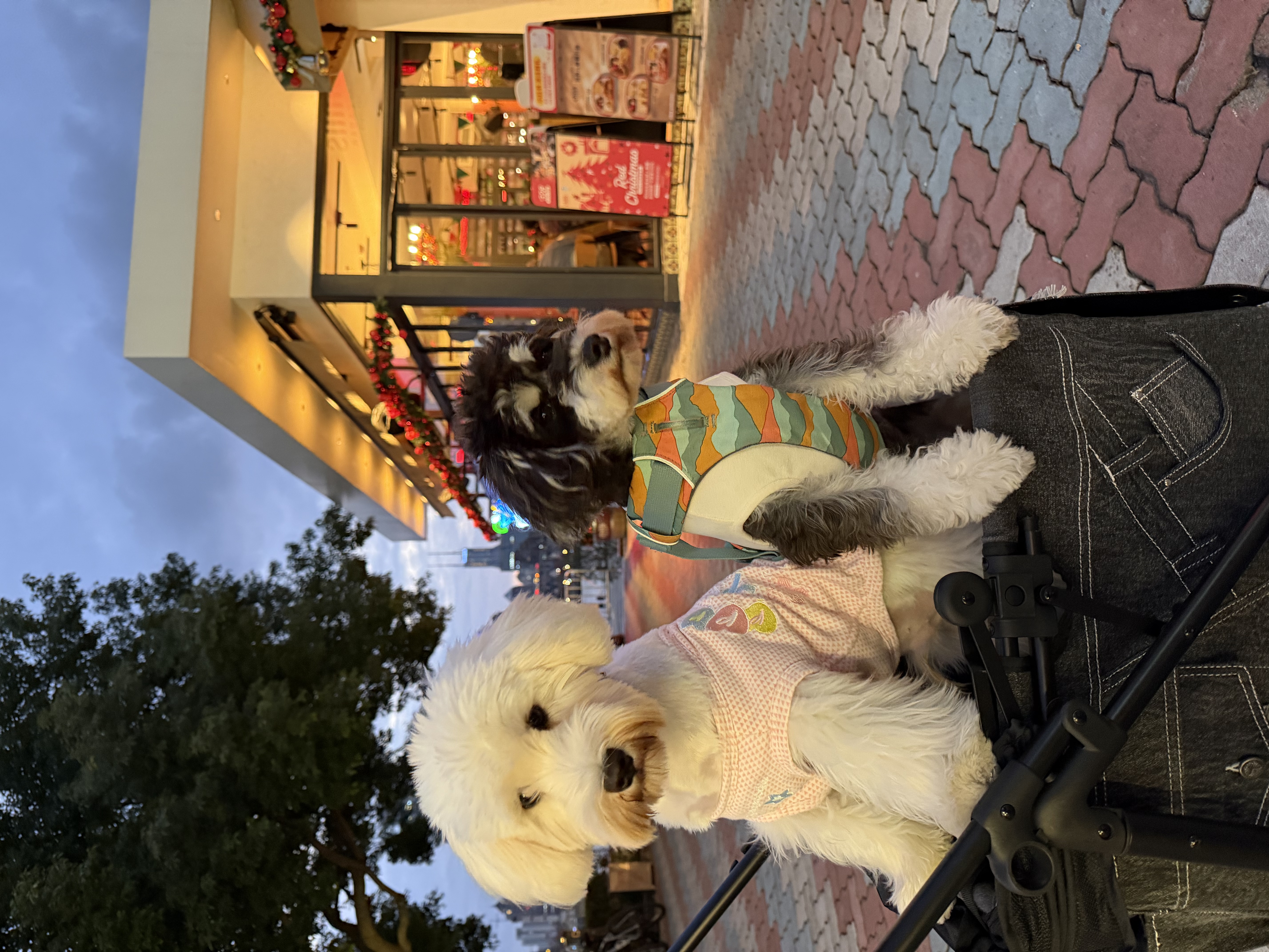 谁来保障“毛孩子”的救命血？——聚焦宠物商业用血困境与破局之路